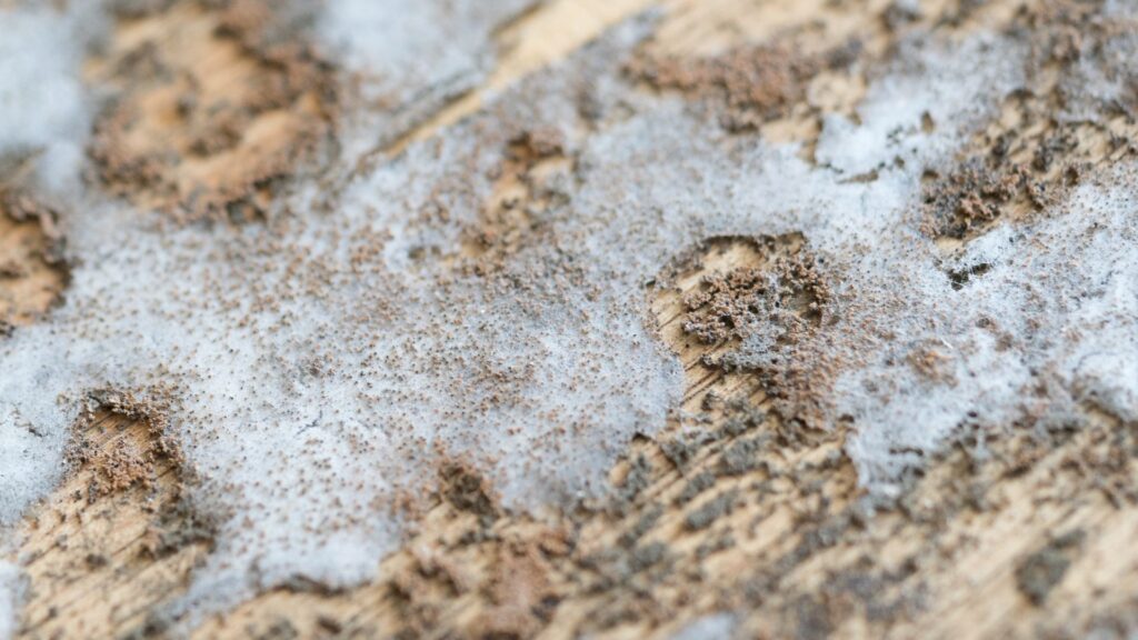 Dicas Praticas de Como Tirar Mofo de Madeira e Evitar o Retorno